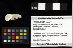 Foto (Objekt + Etiketten) von Longodromites excisus (von Meyer, 1857) 
